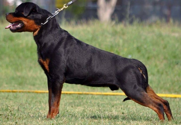 Iron Flash Rouse : Puppies : King Rottweilers