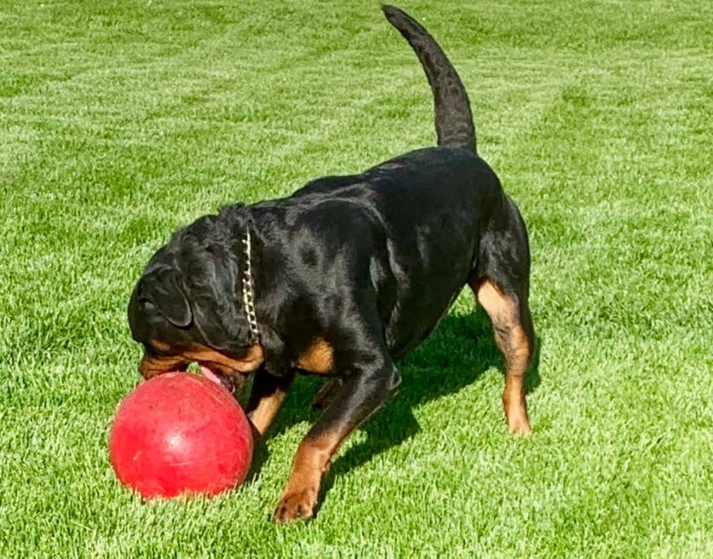 Giant Rottweiler Stud Dog