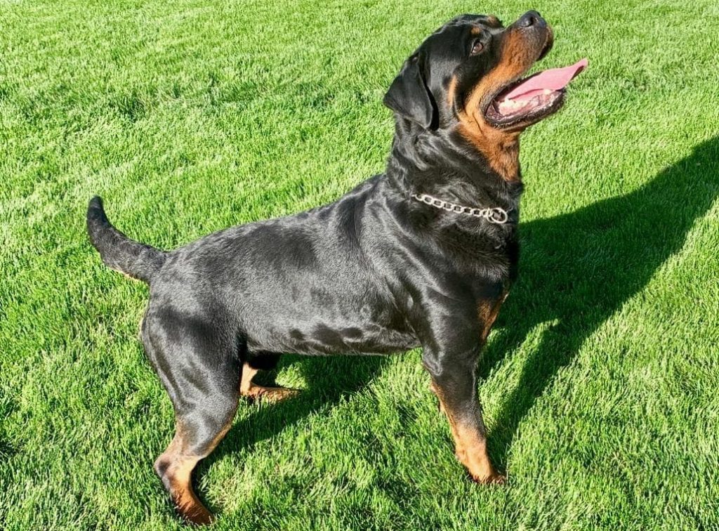 World Champion Rottweiler Stud Dog