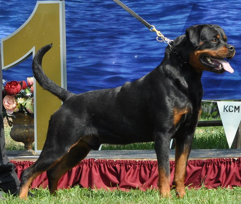 Champion Iron Flash Rouse Rottweiler