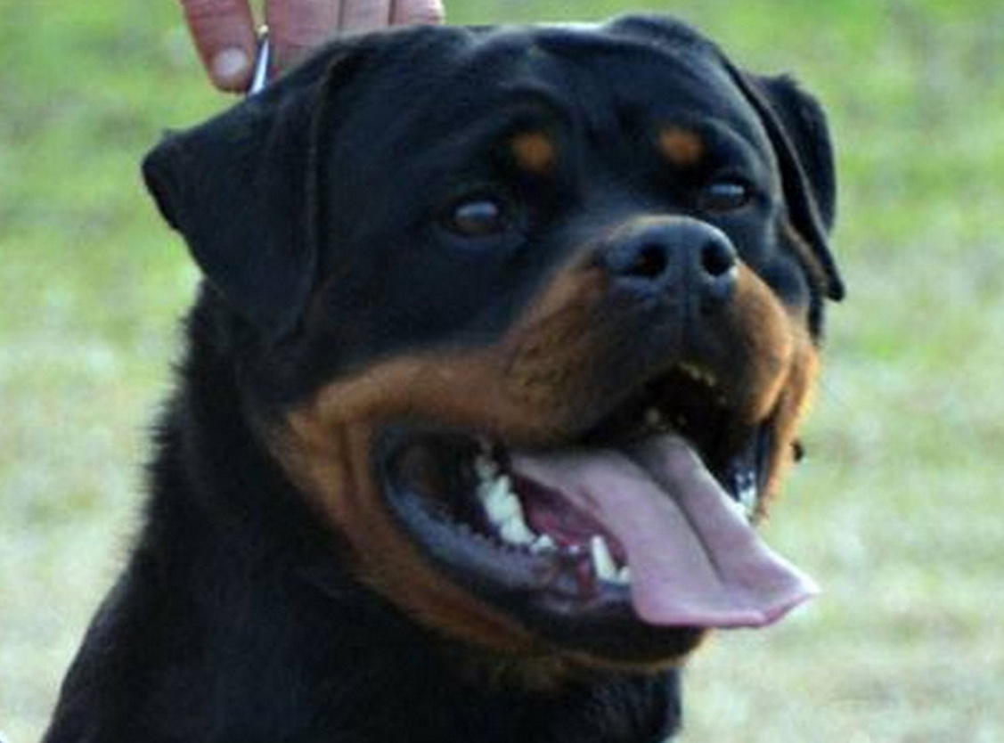 Rottweiler Stud Dog