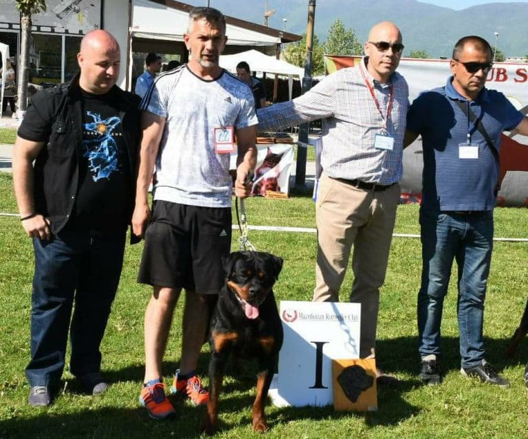 Iron Flash Rouse : Puppies : King Rottweilers