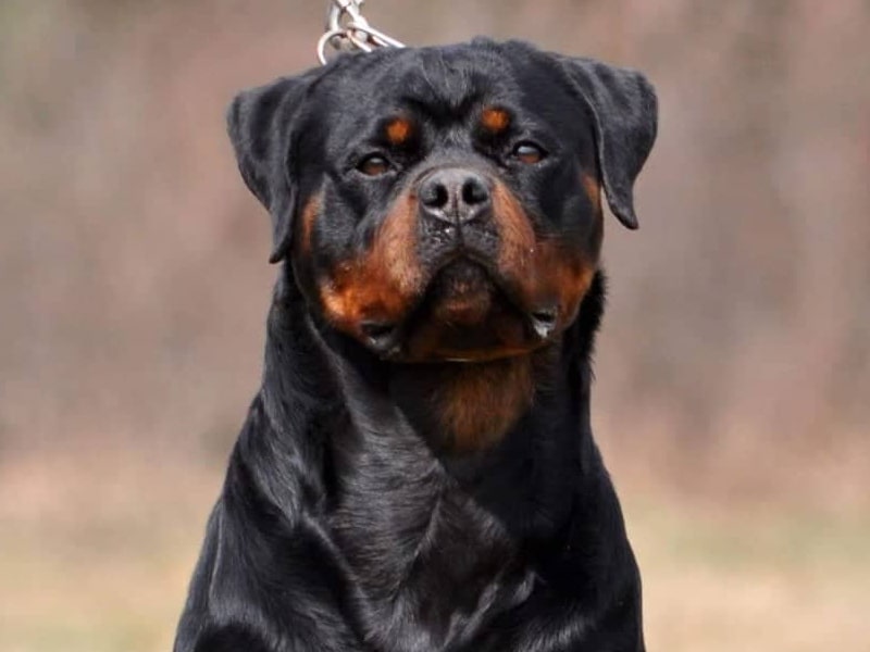 World Champion Rottweilers For Sale