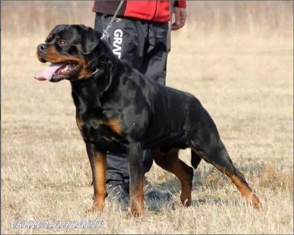 Ashiro Futogline Rottweiler Working Stacked