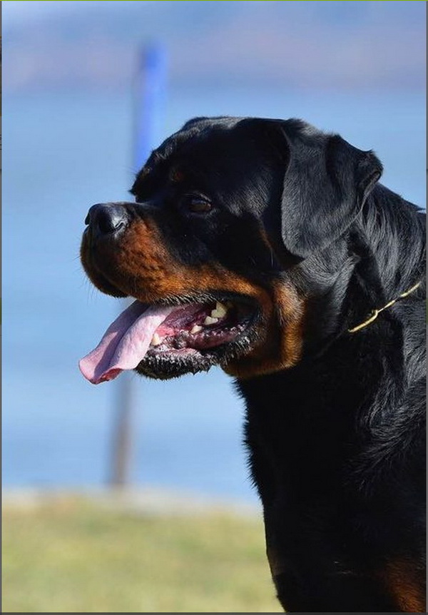 Ashiro Futogline Rottweiler Head Piece