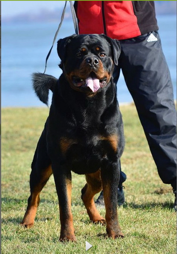 Ashiro Futogline Huge Bone Rottweiler