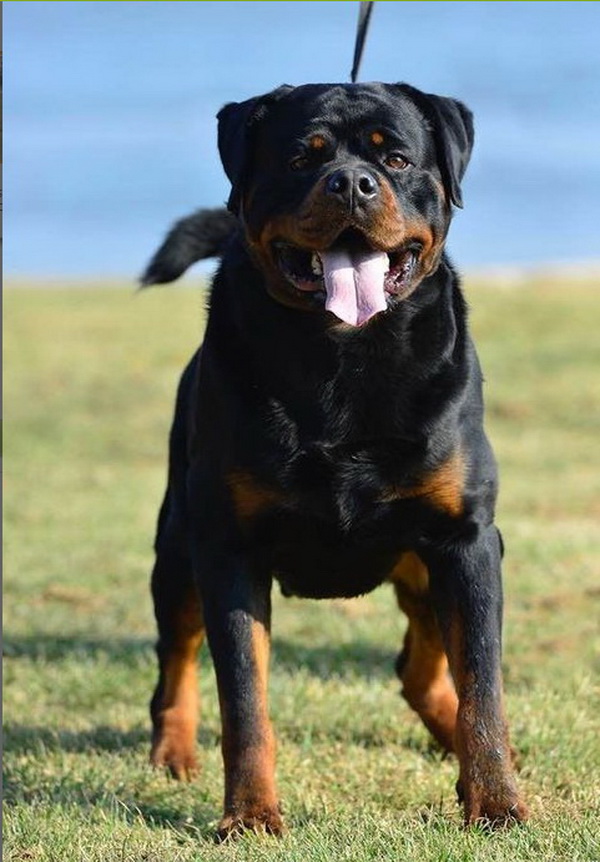 working rottweiler