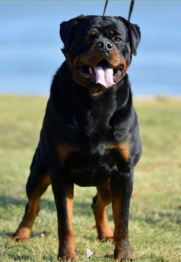 Ashiro Futogline Huge Rottweiler