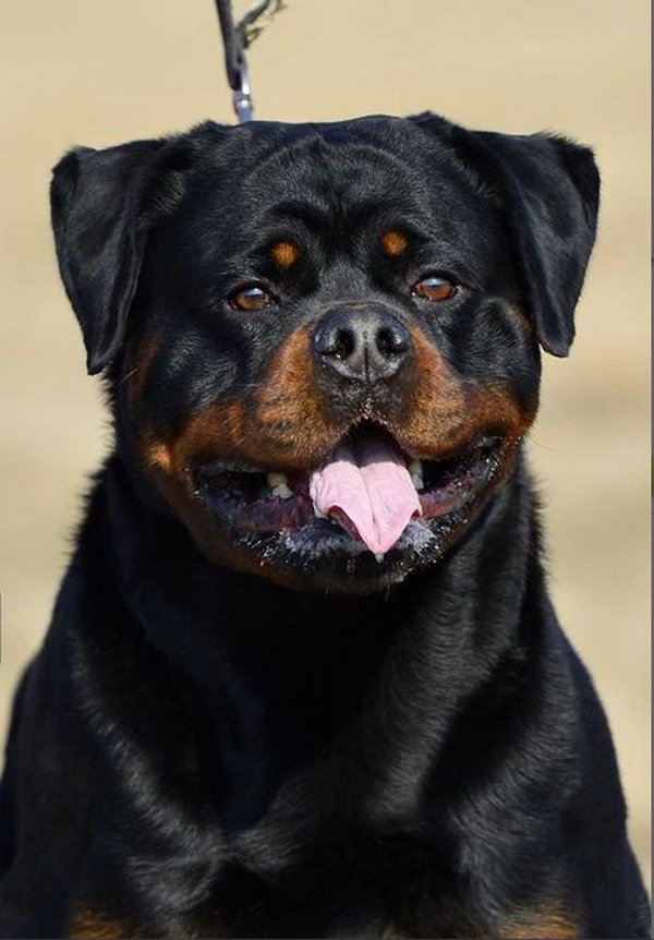 Ashiro Futogline Huge Rottweiler Head