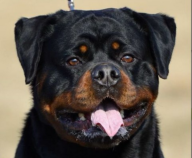 Ashiro Futogline Block Head Rottweiler