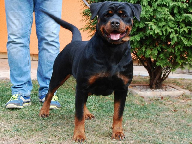 purebred female rottweiler