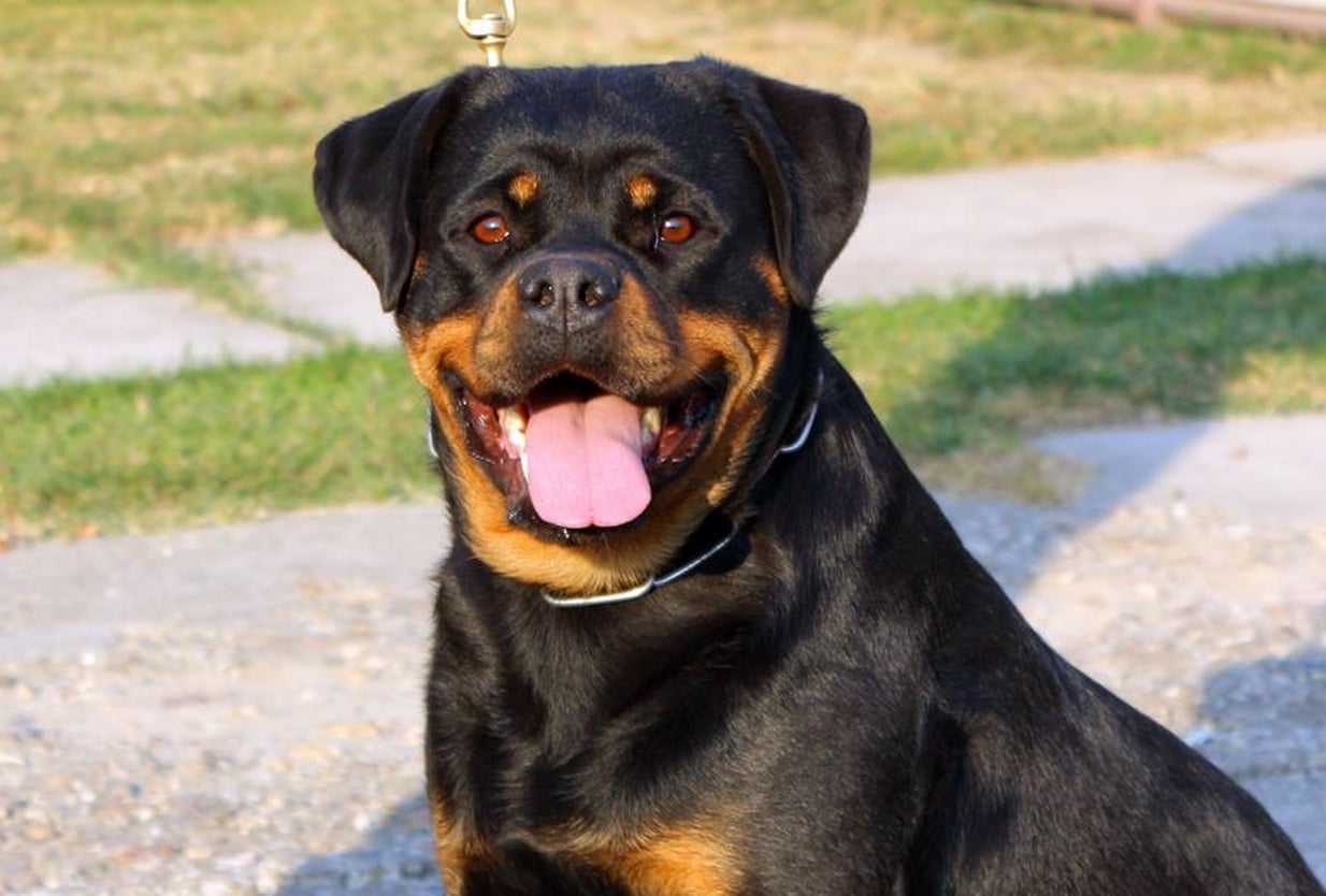 rottweiler female puppy price