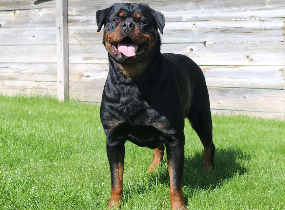 Phoenix Dragaera Rottweiler Loving Healthy Loyal