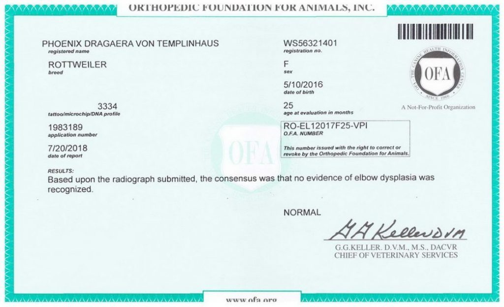 Rottweiler Health Elbow Testing OFA Rating