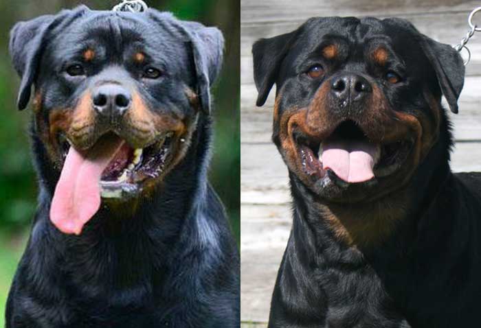 Giant Rambo DZomba Rottweiler Puppies for sale