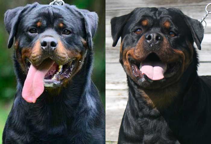 Rottweiler Puppies