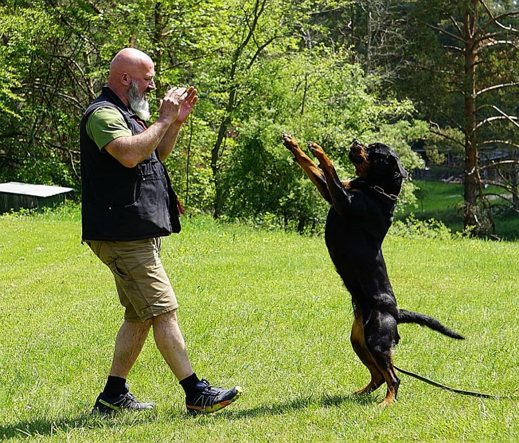 Rottweiler Hi-Five Kimba Von Der Meister Weg