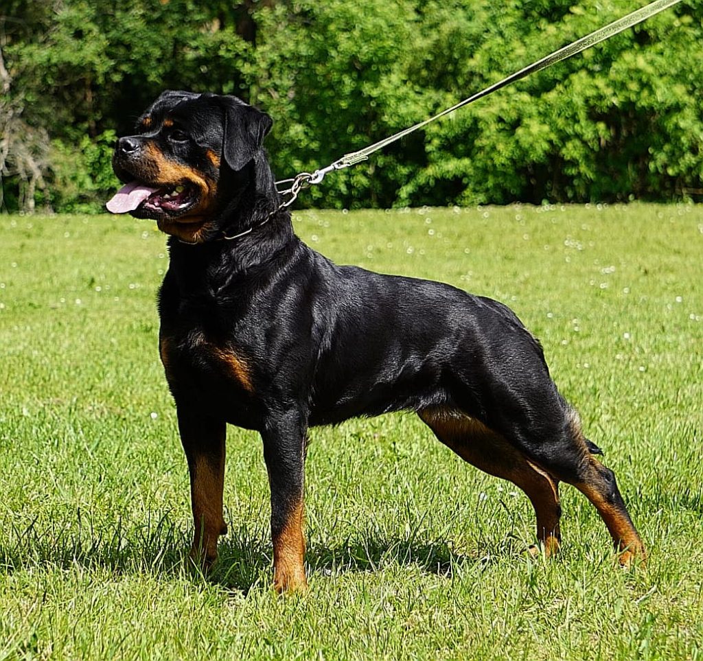 Kimba Rottweiler Stacked