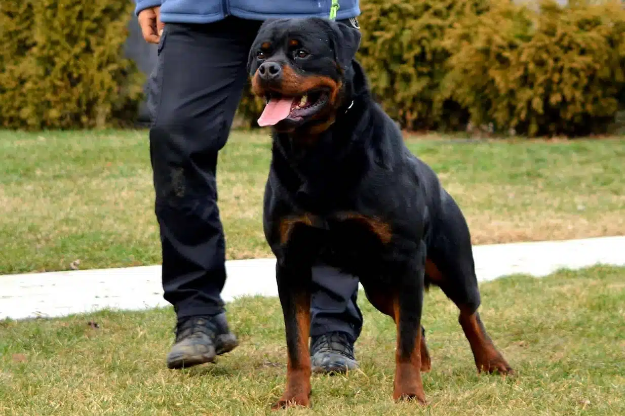 World Champion Rottweiler Stacked