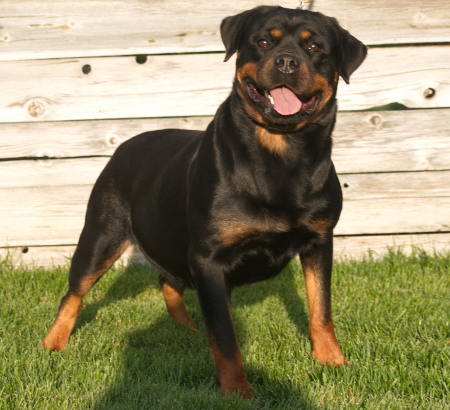 40 HQ Pictures German Rottweiler Puppies For Sale : German Rottweiler Puppies for sale for Sale in Jamaica ...