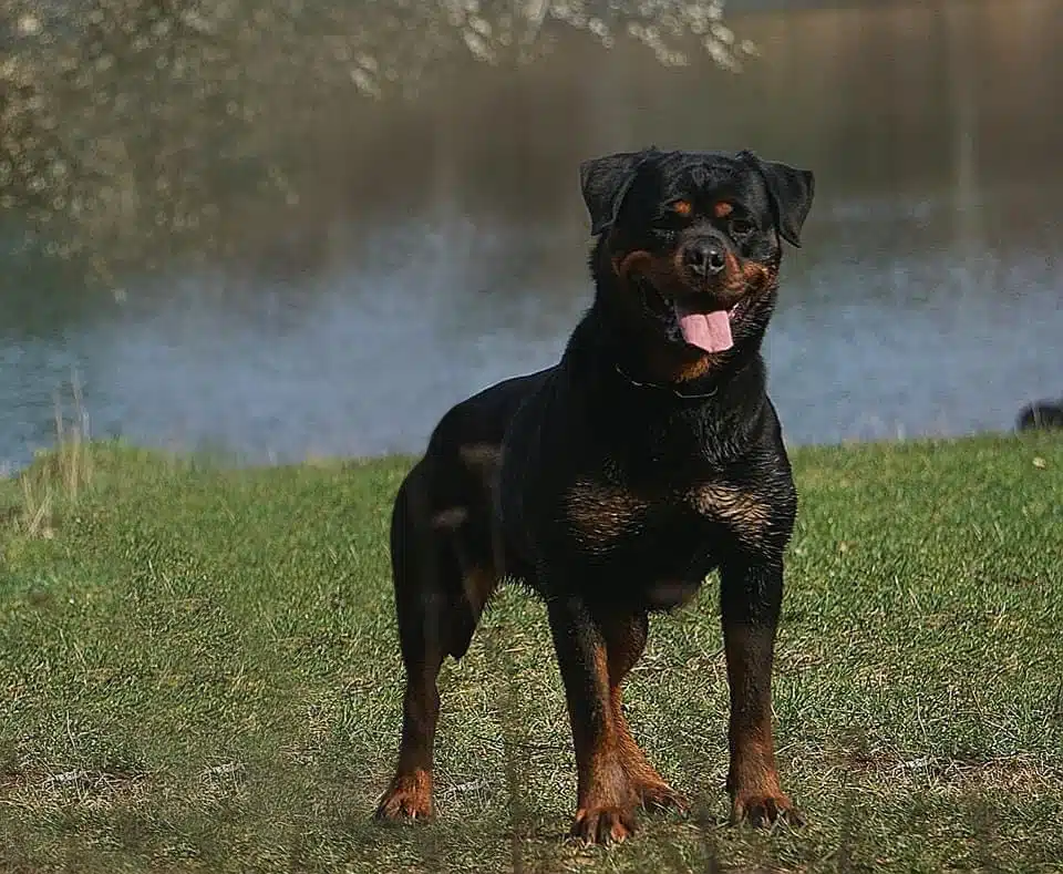 Dona of Nicola’s Lion Rottweiler