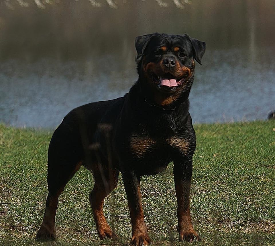 Dona of Nicola’s Lion Rottweiler at the lake