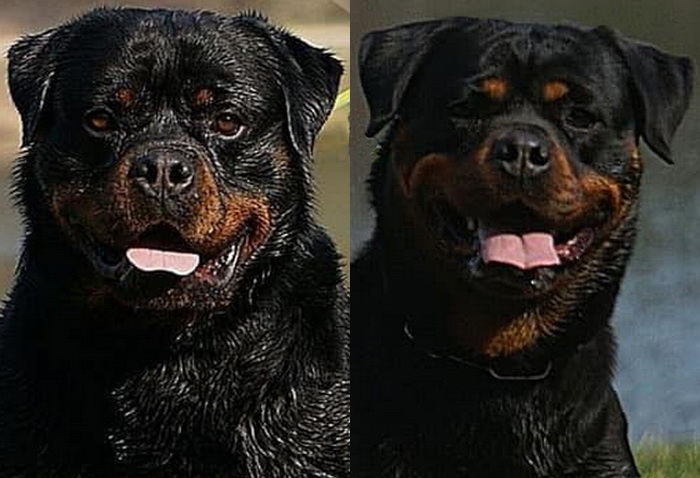 Kid and Dona Giant Rottweiler puppies for sale