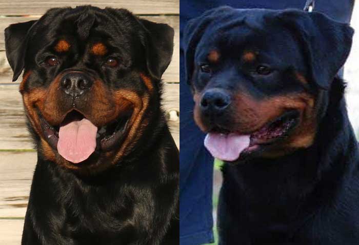 Owyn & Sissy Huge Rottweiler Puppies For Sale