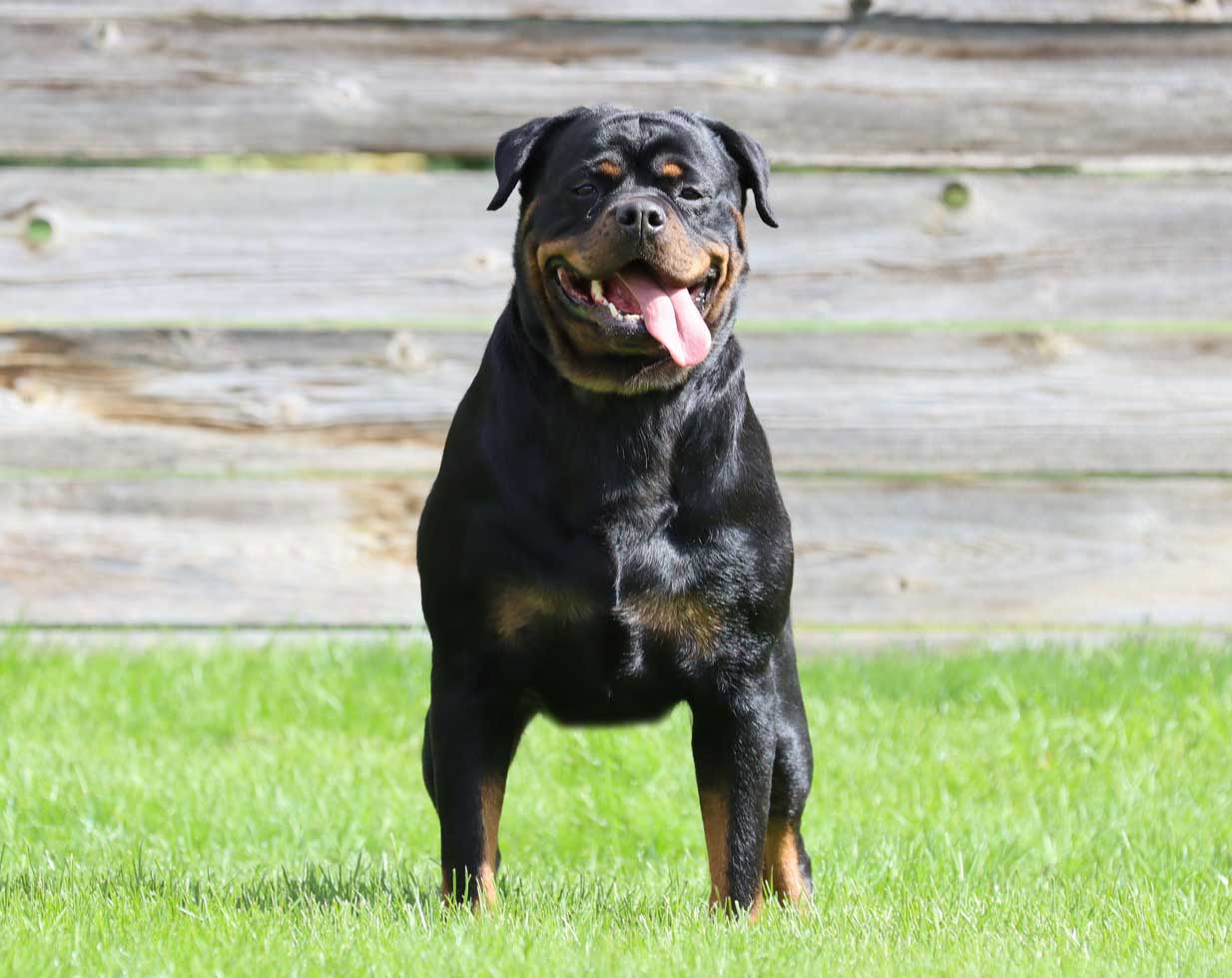 Insignia Rottweiler Huge Head Front