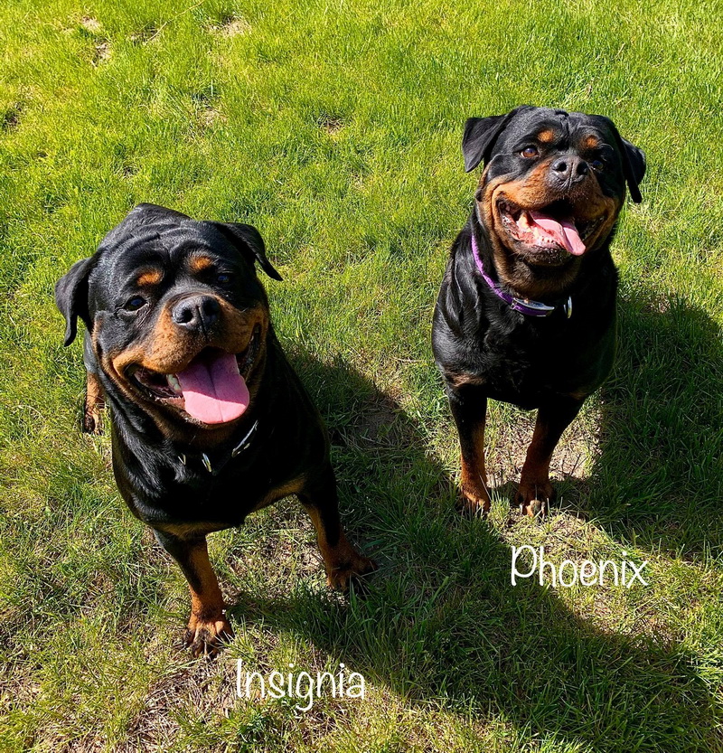 Insignia & Phoenix Rottweilers