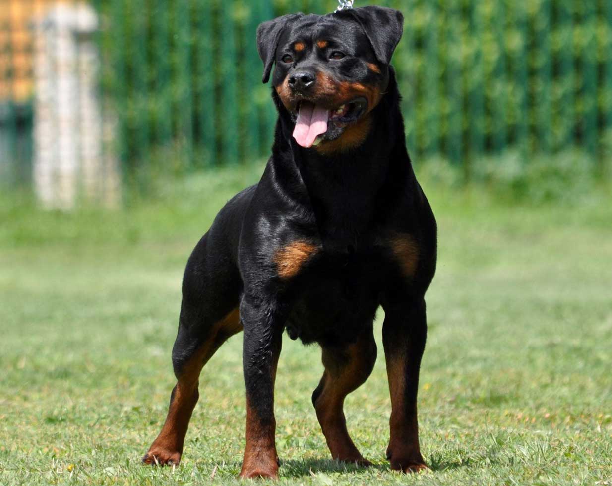 rottie puppies for sale near me