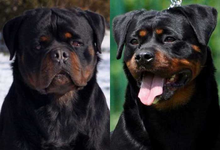 Karlos-Dea-Rottweiler-Puppy-for sale