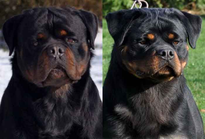 Karlos-Minie-Rottweiler-Puppy-Litter