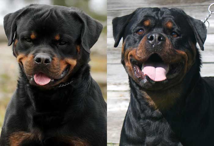 german rottweiler puppies