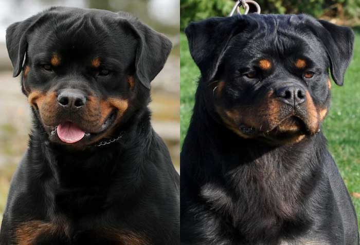 Giant Cerberus Minie Rottweiler Puppies for sale