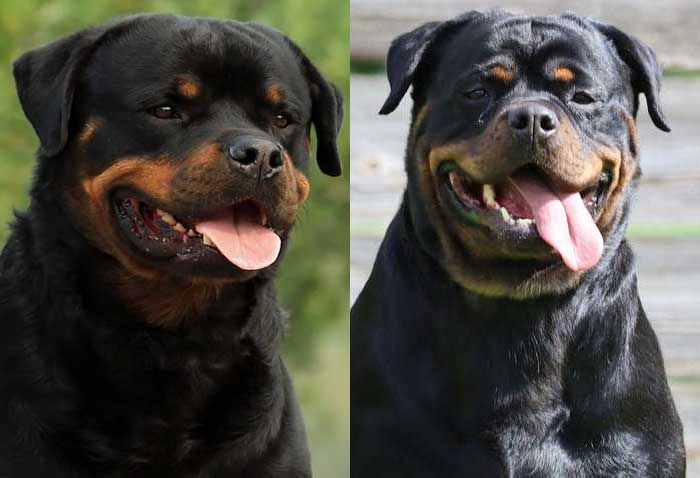 big head rottweiler puppies for sale