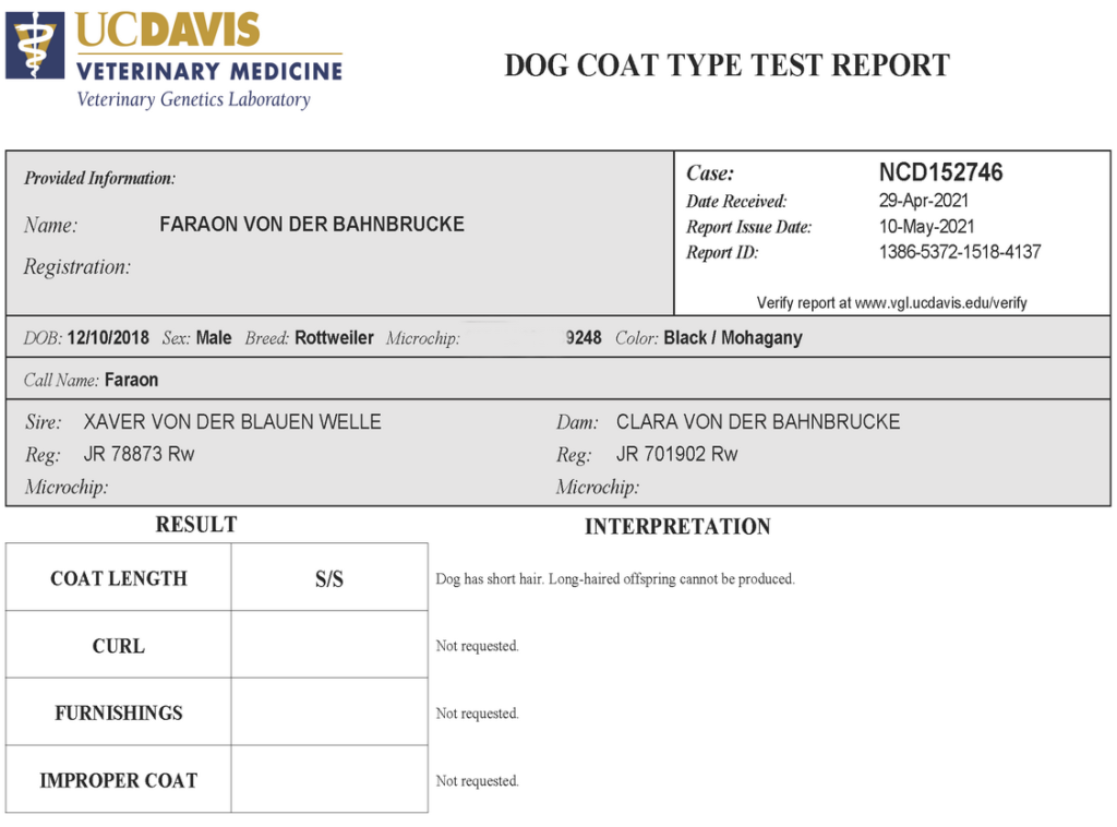 Faraon Rottweiler Coat Length Testing