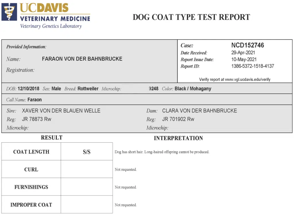 Faraon Rottweiler Coat Length Testing
