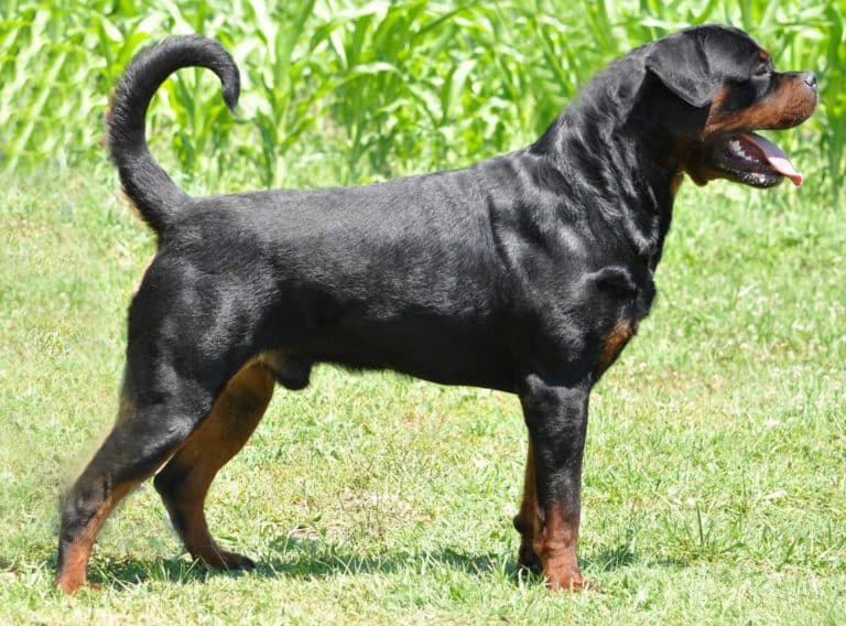 German Rottweiler Stud Dogs Service Washington - King Rottweilers