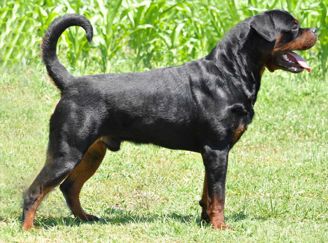 Faraon Von Der Bahnbrucke Stud Dog