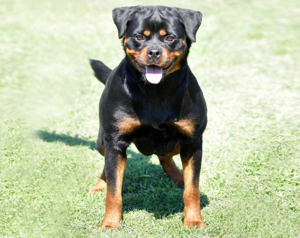 Anabelle the Rottweiler