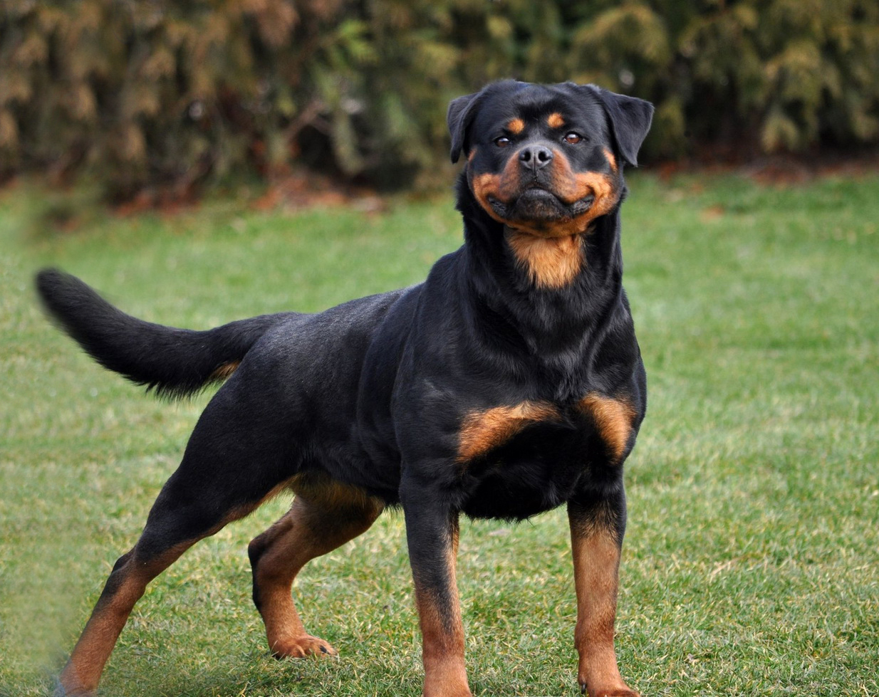 belle-von-der-Bahnbrucke Rottie Front