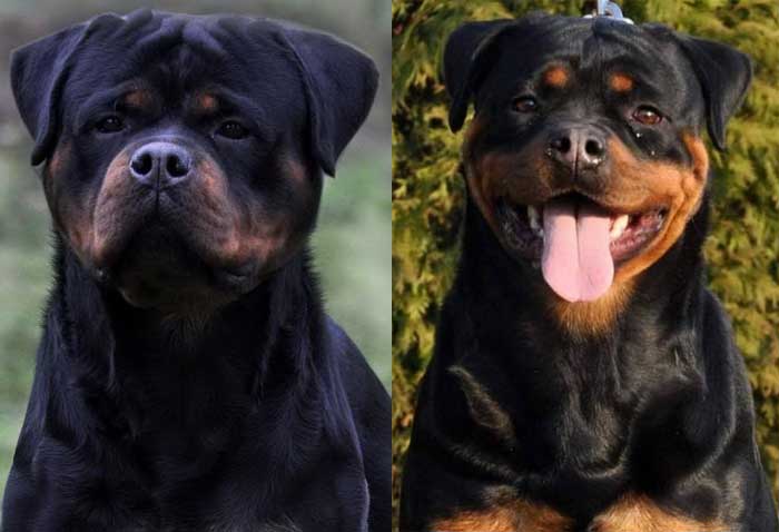 Giant Rottweiler Puppy for sale