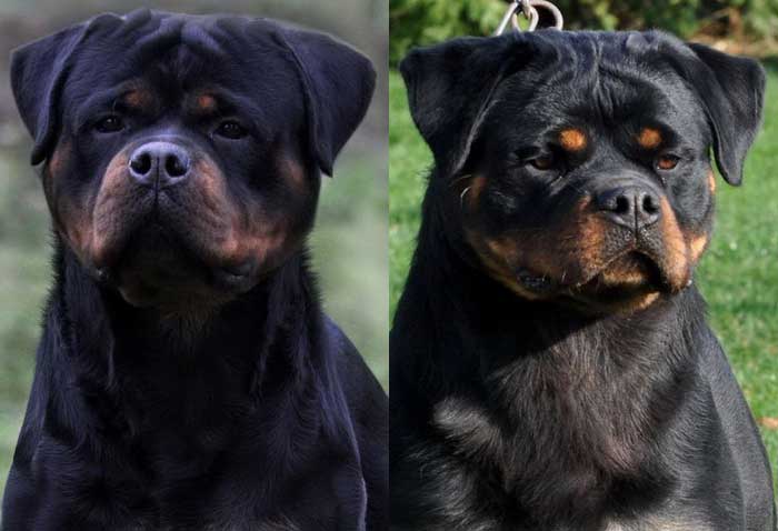 Huge Rottweiler Puppies For Sale