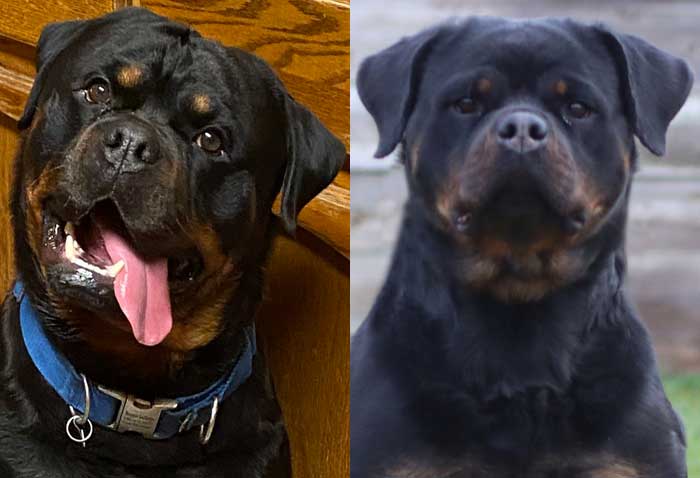 Taiger and Teva Rottweiler Puppies for sale in WA