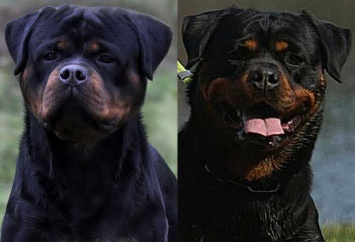 3. Rottweiler Puppies for Sale Near Me Craigslist - wide 2