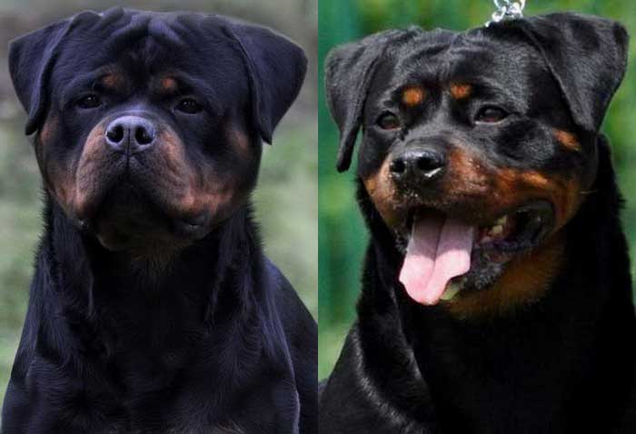 Faraon & Dea Rottweiler Puppies for sale