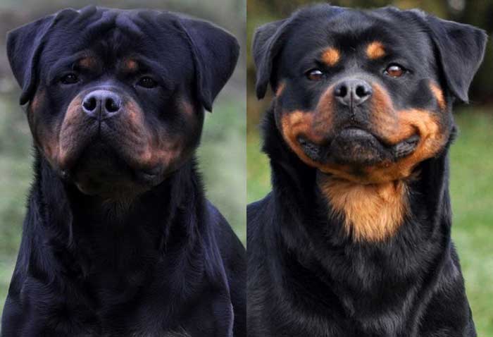 Rottweiler Litter Puppies For Sale Near Me