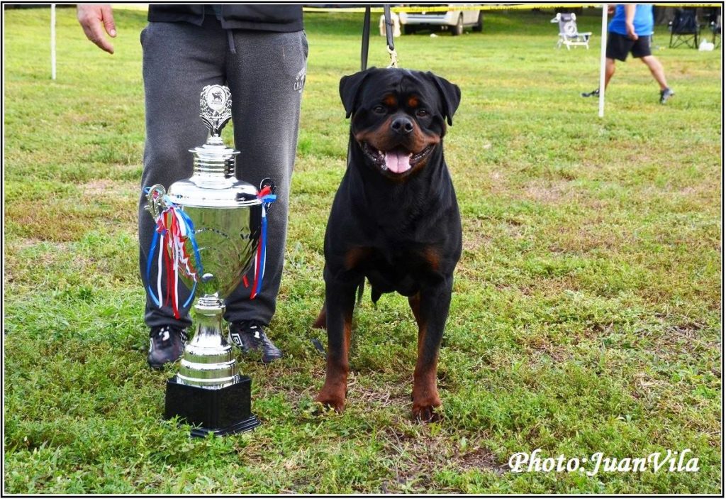 Dzomba von Haus Drazic Puppy 8 weeks old