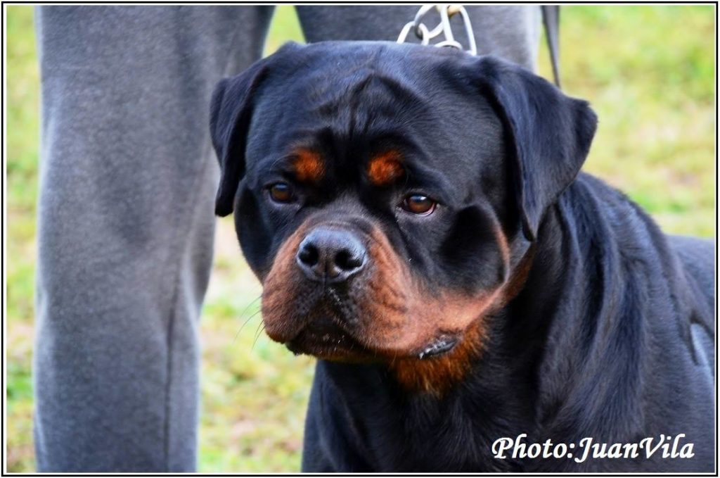 Dzomba von Haus Drazic Huge Rottweiler Head